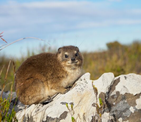 Oorlogskloof Nature Reserve – Ruwe rotsen, stilte en diepe kloven Oorlogskloof Nature Reserve