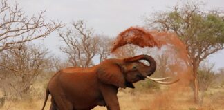 Parc National de la Pendjari Parc National de la Pendjari Benin