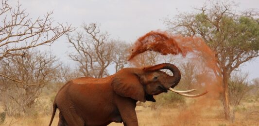 Parc National de la Pendjari Parc National de la Pendjari Benin