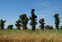 Réserve Sylvo-Pastorale du Sine-Saloum Réserve Sylvo-Pastorale du Sine-Saloum Senegal