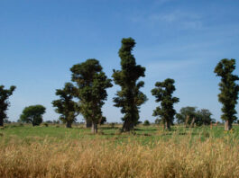 Réserve Sylvo-Pastorale du Sine-Saloum Réserve Sylvo-Pastorale du Sine-Saloum Senegal