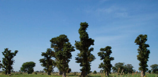 Réserve Sylvo-Pastorale du Sine-Saloum Réserve Sylvo-Pastorale du Sine-Saloum Senegal