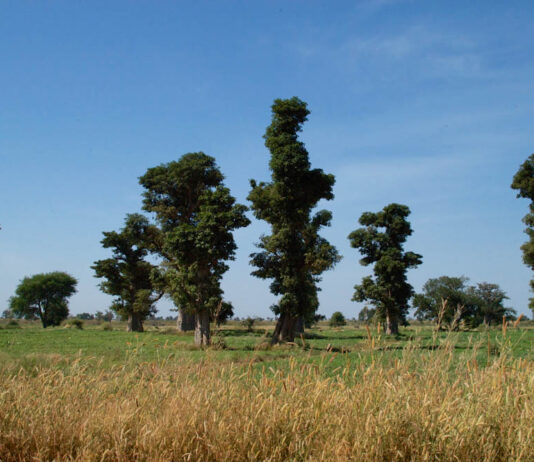 Réserve Sylvo-Pastorale du Sine-Saloum Réserve Sylvo-Pastorale du Sine-Saloum Senegal