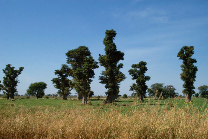 Réserve Sylvo-Pastorale du Sine-Saloum Senegal Réserve Sylvo-Pastorale du Sine-Saloum Senegal