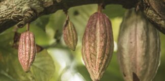 Cacaosector Ivoorkust onder druk: dalende prijzen raken miljoenen gezinnen Cacaosector Ivoorkust onder druk door dalende prijzen