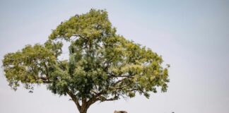 Rondreis Botswana langs nationale parken en wildreservaten Rondreis Botswana langs nationale parken en wildreservaten