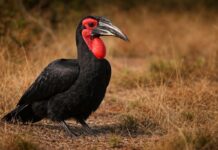 Zuidelijke hoornraaf – De statige wachter van de savanne Zuidelijke hoornraaf