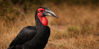 Zuidelijke hoornraaf – De statige wachter van de savanne Zuidelijke hoornraaf