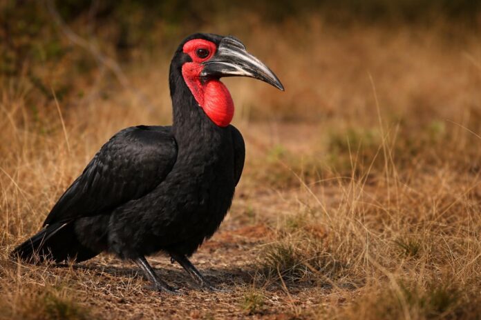 Zuidelijke hoornraaf