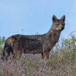 Ethiopische wolf