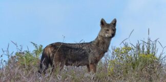 Dier uitgelicht: De Ethiopische wolf – spook van de Afro-Alpiene hooglanden Ethiopische wolf