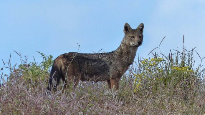 Ethiopische wolf Ethiopische wolf