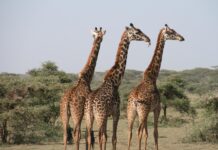 Goed voorbereid naar Afrika met een taalcursus Giraffes pixabay