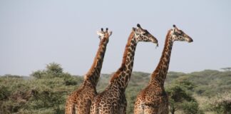 Goed voorbereid naar Afrika met een taalcursus Giraffes pixabay