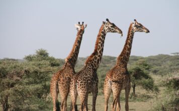 Goed voorbereid naar Afrika met een taalcursus Giraffes pixabay