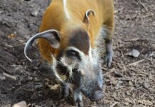 Dier uitgelicht – Het penseelzwijn Penseelzwijn