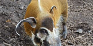 Dier uitgelicht – Het penseelzwijn Penseelzwijn