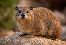 Dier centraal: de rotsklipdas – klein dier, verrassende familie Rotsklipdas