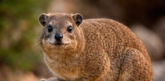Dier centraal: de rotsklipdas – klein dier, verrassende familie Rotsklipdas