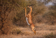 Samburu het wilde noorden van Kenia Samburu National Reserve Kenia