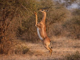 Samburu het wilde noorden van Kenia Samburu National Reserve Kenia