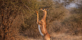 Samburu het wilde noorden van Kenia Samburu National Reserve Kenia