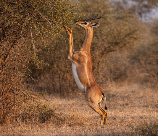 Samburu het wilde noorden van Kenia Samburu National Reserve Kenia