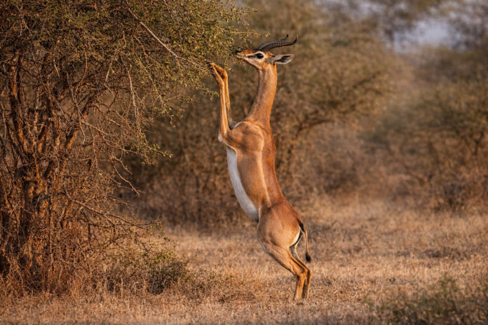 Samburu National Reserve Kenia