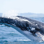 Whale Byron Bay