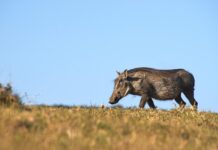Dier uitgelicht: het wrattenzwijn Wrattenzwijn