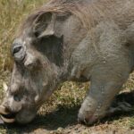 Wrattenzwijn Afrika