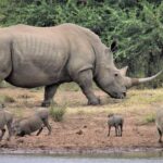 Wrattenzwijn en neushoorn