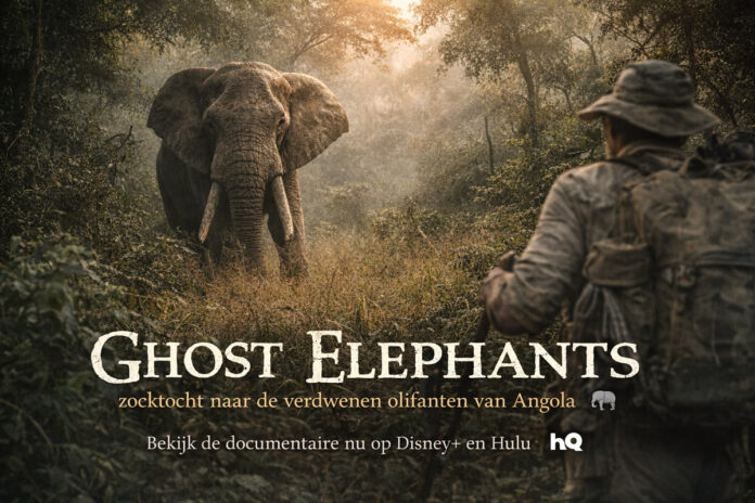 olifanten van Angola olifanten van Angola