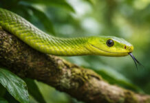 Dier uitgelicht: de smalkopmamba smalkopmamba