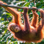 A-juvenile-Bornean-Orangutan-at-a-rehabilitation-area-in-the-rainforest-of-eastern-Sabah