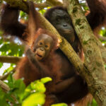 A-wild-mother-and-baby-Bornean-Orangutan-in-the-rainforest-of-eastern-Borneo