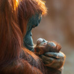 Borneo orangutans