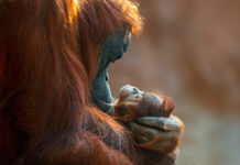 Eye to eye with the ‘people of the forest’ in Borneo’s living cathedral Borneo orangutans