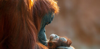 Eye to eye with the ‘people of the forest’ in Borneo’s living cathedral Borneo orangutans