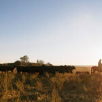 Cattle farm Australia