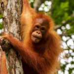 Juvenile-Orangutan-at-Semenggoh-in-Sarawak,-Malaysian-Borneo