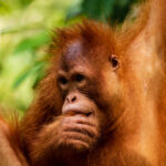 Juvenile-Orangutan-eating-on-Western-Sarawak,-Borneo