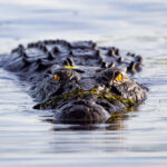 Kakadu National Park crocodile