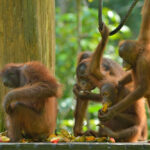 Sepilok rainforest