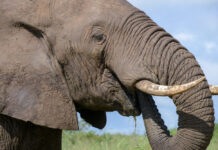Marakele National Park: waar natuurherstel en safari samenkomen Marakele Zuid-Afrika