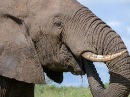 Marakele National Park: waar natuurherstel en safari samenkomen Marakele Zuid-Afrika