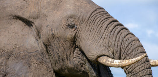 Marakele National Park: waar natuurherstel en safari samenkomen Marakele Zuid-Afrika