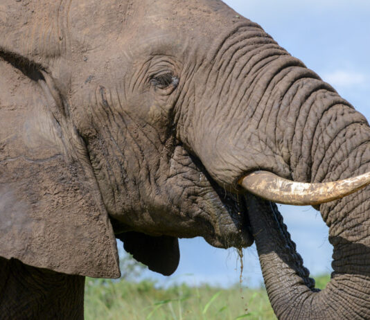 Marakele National Park: waar natuurherstel en safari samenkomen Marakele Zuid-Afrika