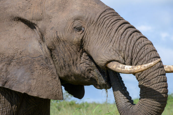 Marakele Zuid-Afrika