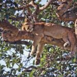 Queen Elizabeth National Park Oeganda